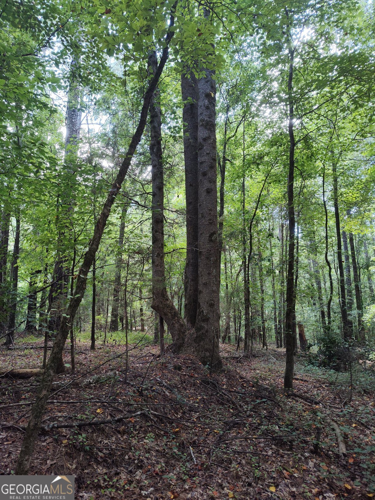 2211 Indian Hill Road Elberton, GA 30635 - Photo 22 of 23 a view of outdoor space and trees