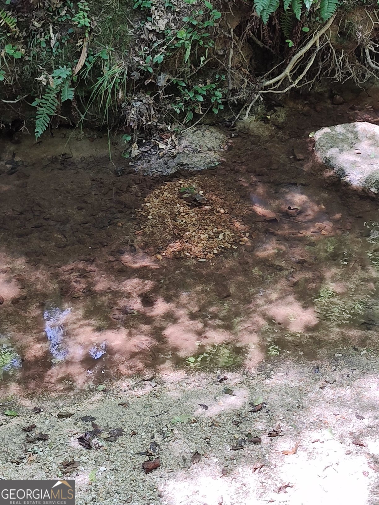 2211 Indian Hill Road Elberton, GA 30635 - Photo 6 of 23 a view of a forest with a tree