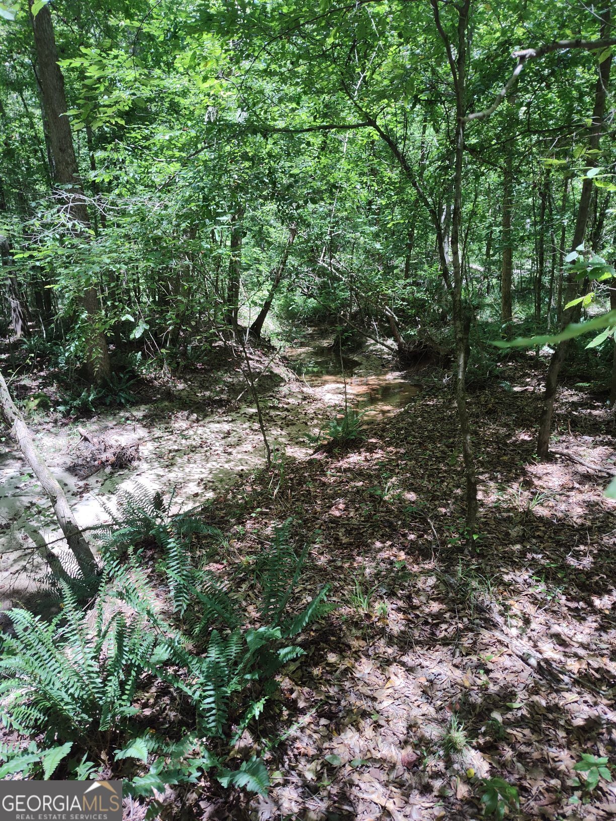 2211 Indian Hill Road Elberton, GA 30635 - Photo 8 of 23 a view of a forest with trees in the background
