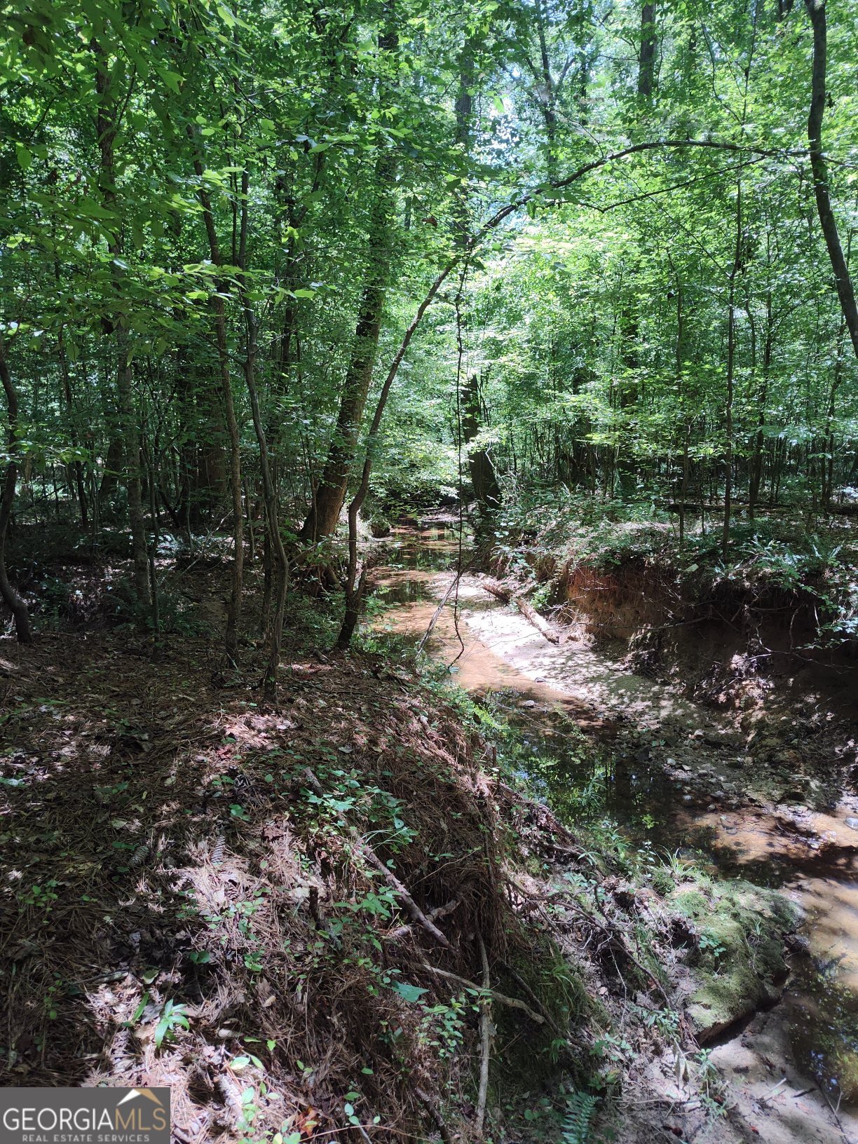 2211 Indian Hill Road Elberton, GA 30635 - Photo 9 of 23 a view of a forest with trees