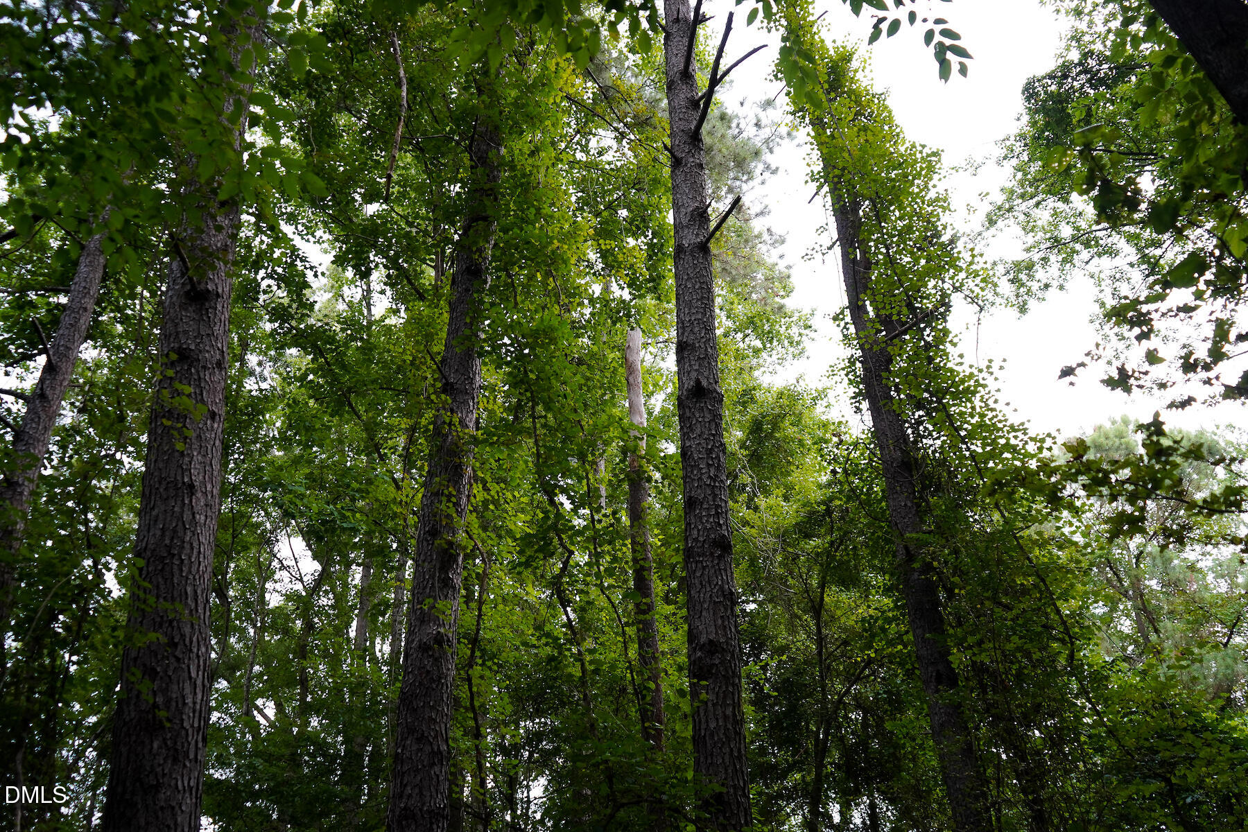 19.2-acres Bunnlevel Erwin Road Erwin, NC 28339 - Photo 20 of 34 20 Paras 19.3 Acres Bunnlevel Erwin Rd