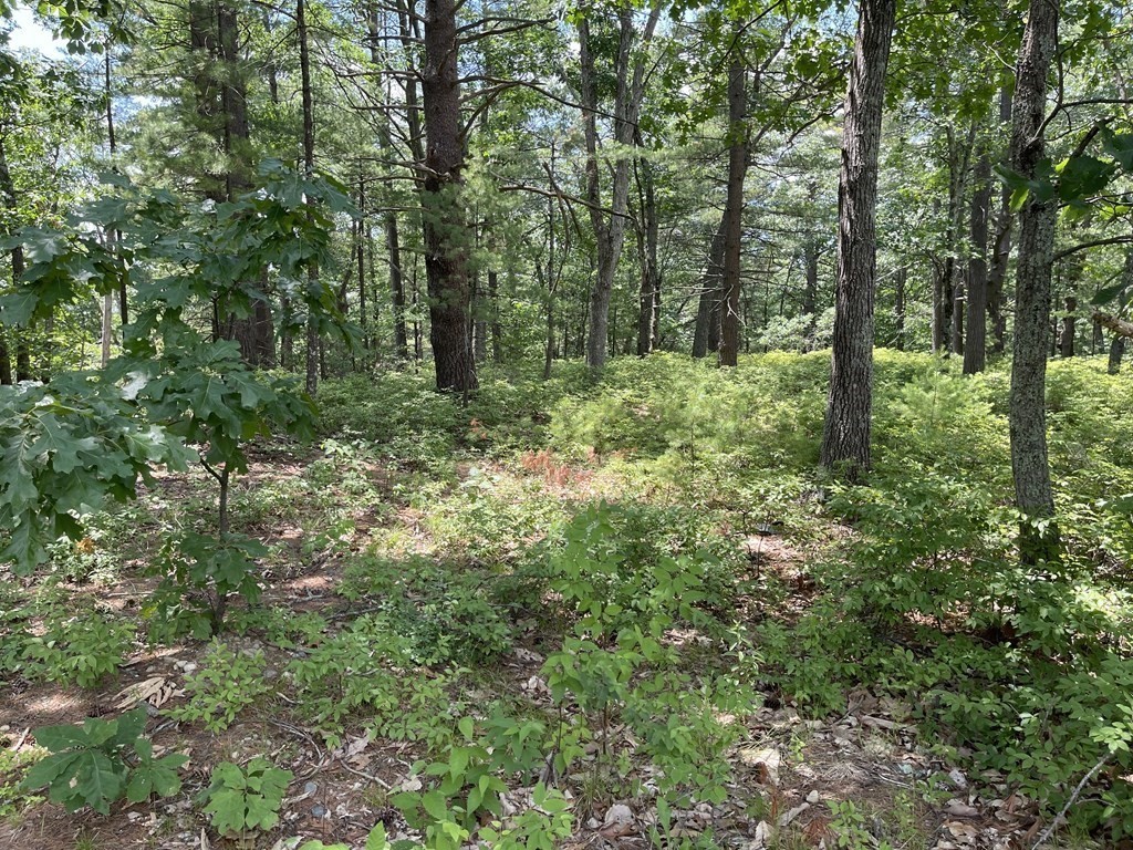 103 Cleverly Cove Road Lancaster, MA 01523 - Photo 4 of 4 a forest view with lots of trees