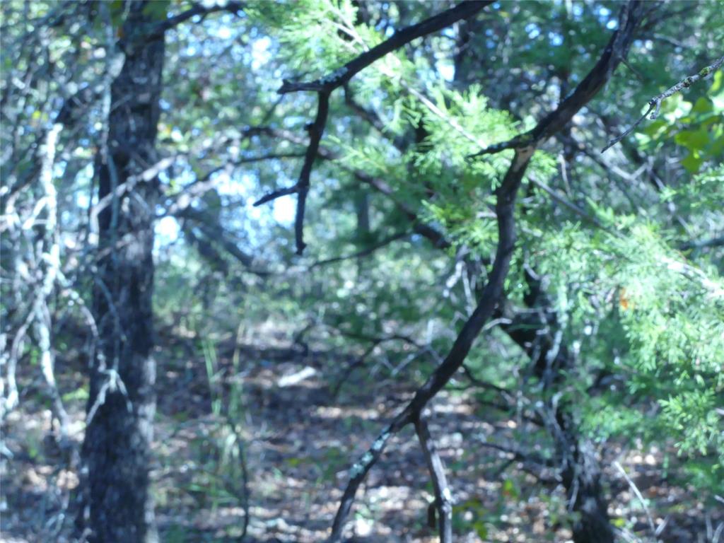 1746 Dog Kennel Road Sunset, TX 76270 - Photo 14 of 29 View of local wilderness
