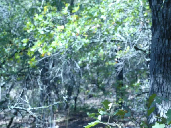 a view of a forest with lots of trees