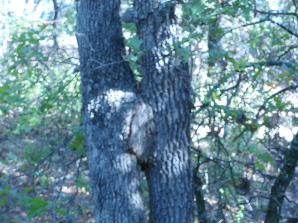 1746 Dog Kennel Road Sunset, TX 76270 - Photo 16 of 29 View of local wilderness