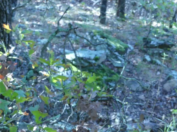 a plant view in forest