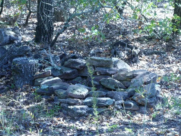 a view of a forest with trees
