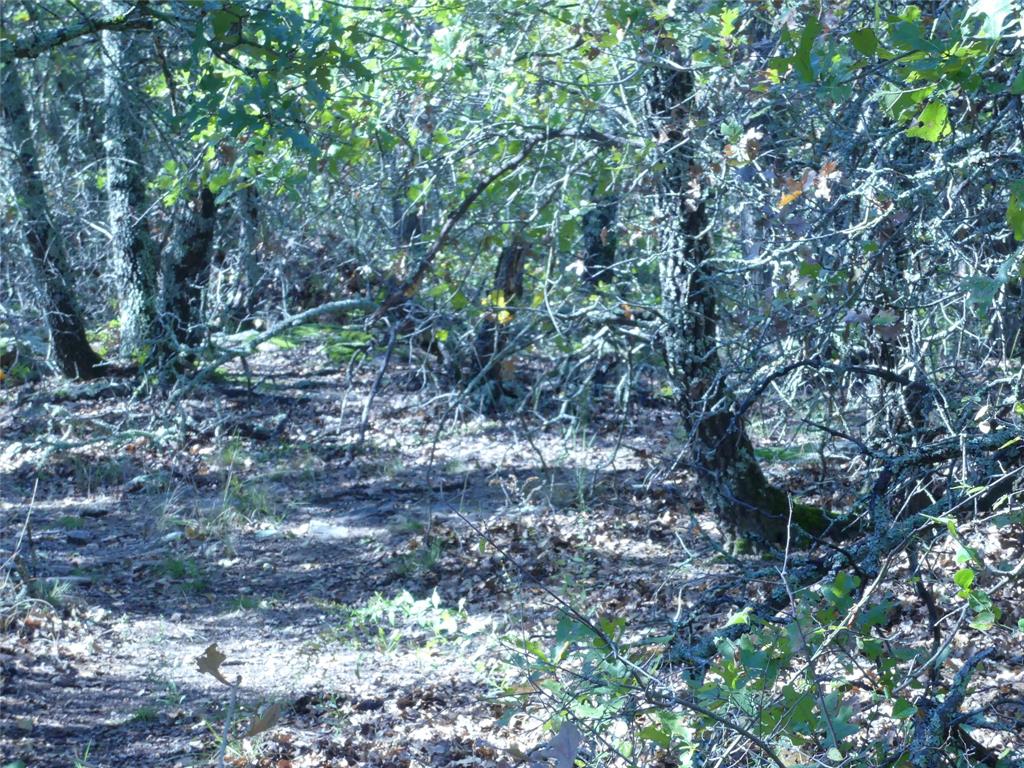 1746 Dog Kennel Road Sunset, TX 76270 - Photo 23 of 29 View of nature