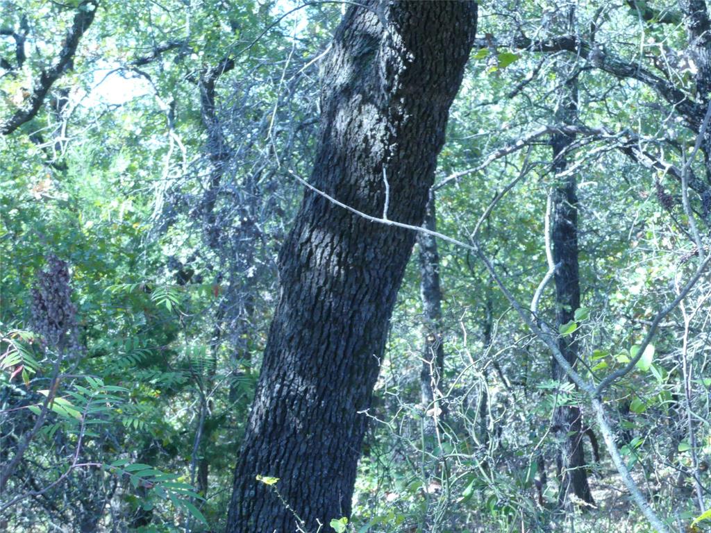1746 Dog Kennel Road Sunset, TX 76270 - Photo 28 of 29 View of tree filled area