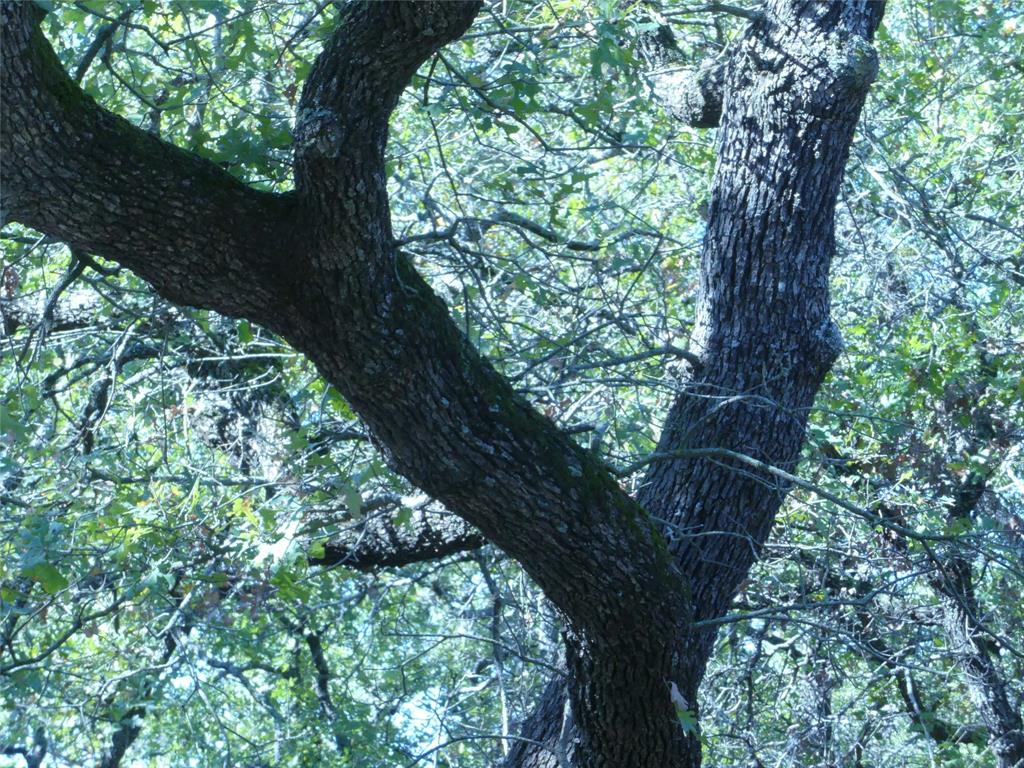 1746 Dog Kennel Road Sunset, TX 76270 - Photo 29 of 29 View of tree filled area