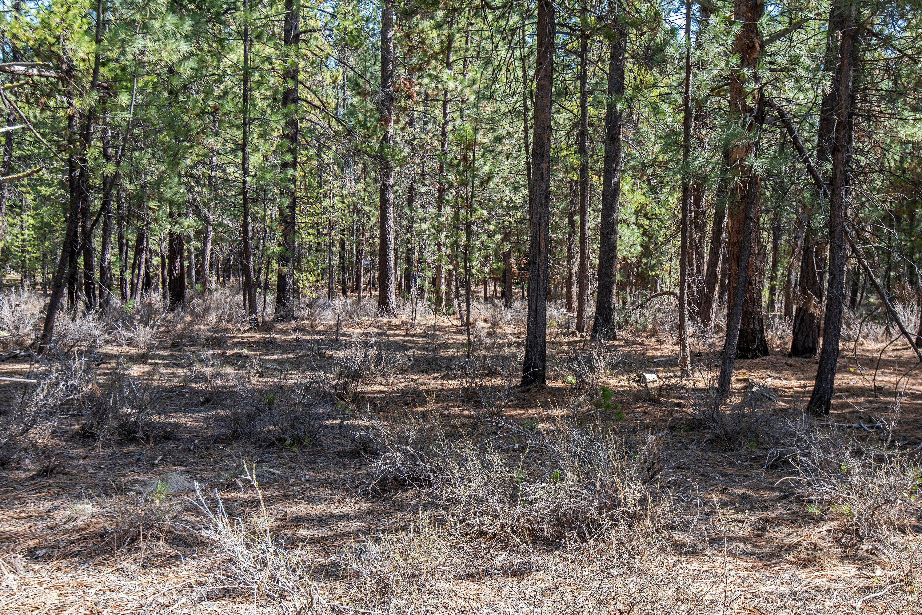 56748 Spring River Loop Bend, OR 97707 - Photo 13 of 17 a view of outdoor space with trees
