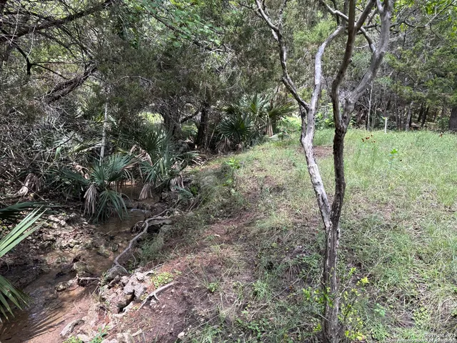 a view of a lush green forest
