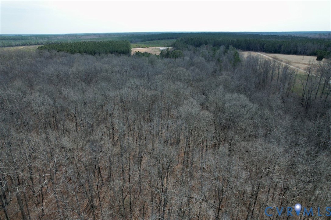 1225 Beech Forest Road Kenbridge, VA 23944 - Photo 29 of 33 a view of a lush green forest