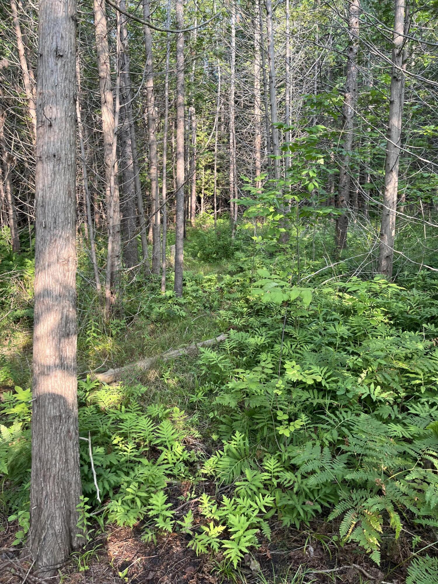 Swamp Road Frankfort, MI 49635 - Photo 10 of 14 IMG_5579