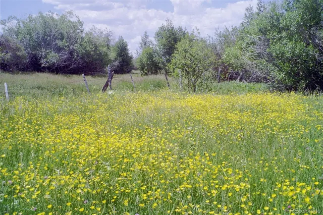 a view of a garden with a tree