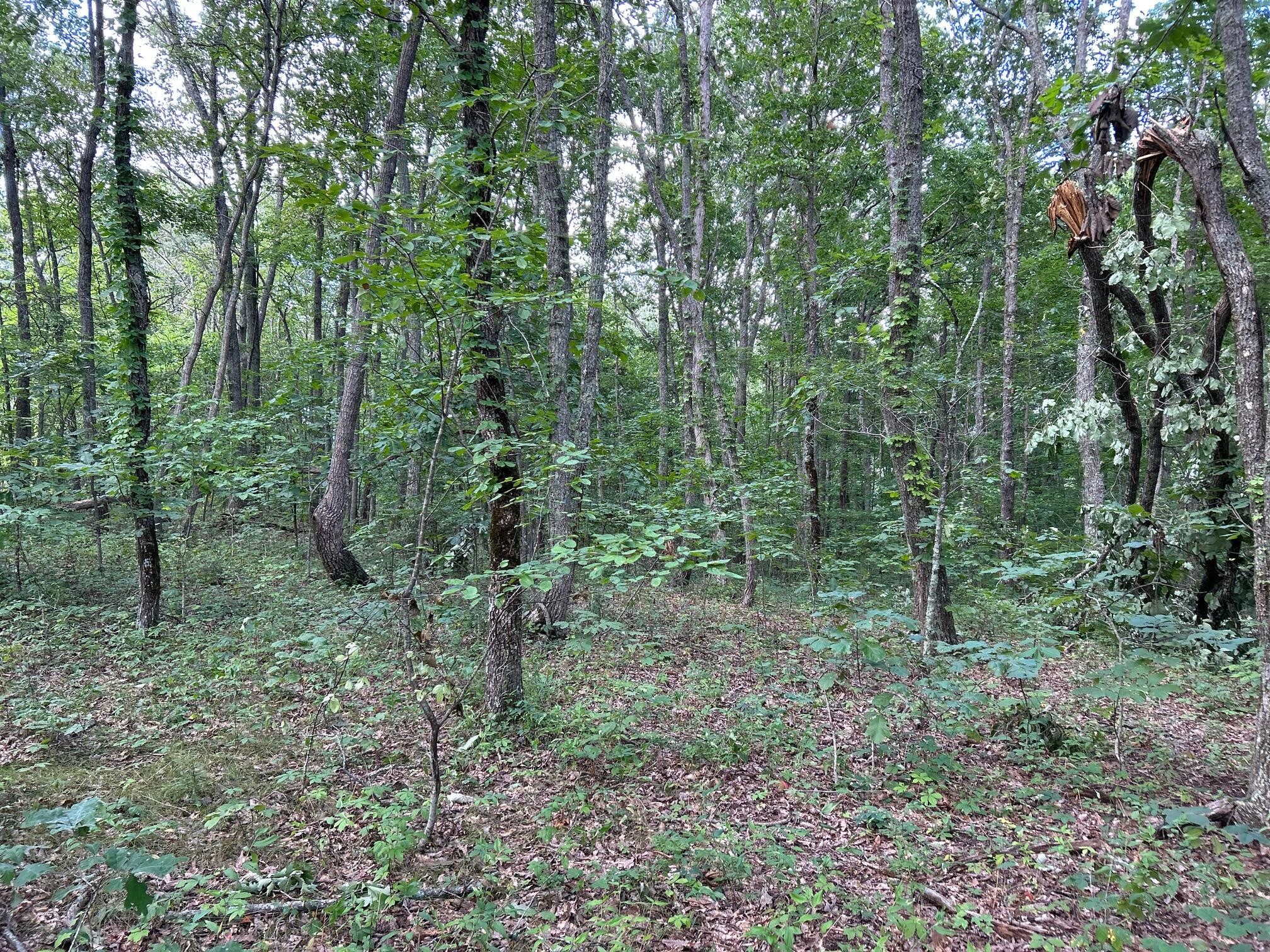 16 Raccoon Ridge Road Spring City, TN 37381 - Photo 8 of 12