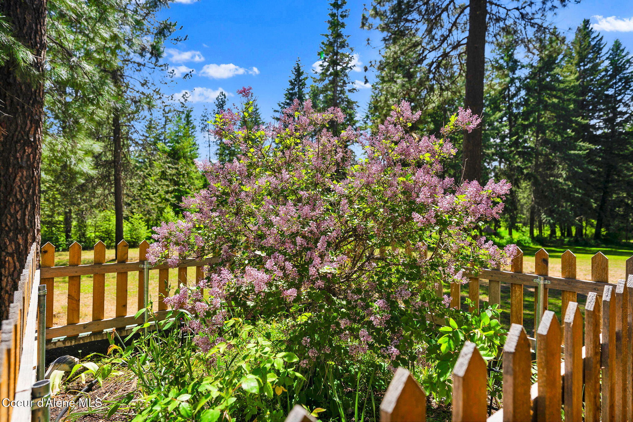 24805 North Cedar Mountain Road Athol, ID 83801 - Photo 68 of 82 Lilacs