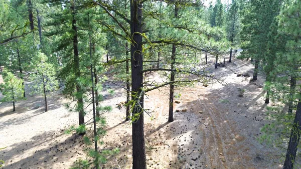 a backyard of a house with large trees and wooden fence