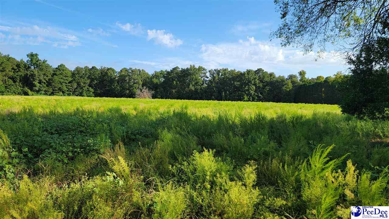 Tbd Cottingham Road Clio, SC 29525 - Photo 4 of 17 Gallery Image 4
