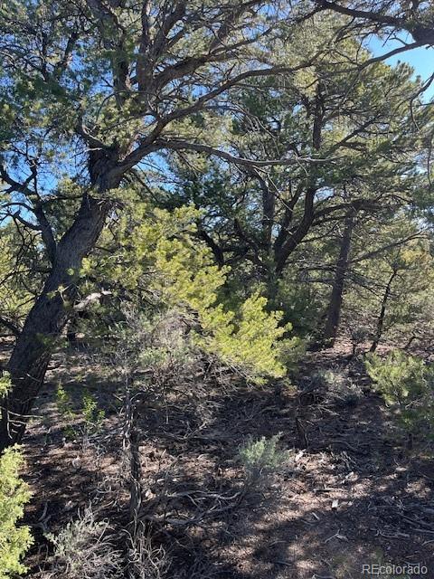 Lot 4 Elk Park Road San Luis, CO 81152 - Photo 13 of 30 a view of a yard with plants and large trees