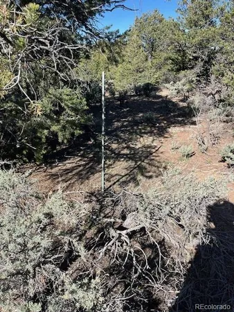 a view of a forest that has a tree