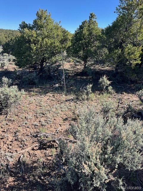 Lot 4 Elk Park Road San Luis, CO 81152 - Photo 21 of 30 a view of a yard with plants and a large tree