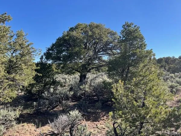 a view of a tree in a forest
