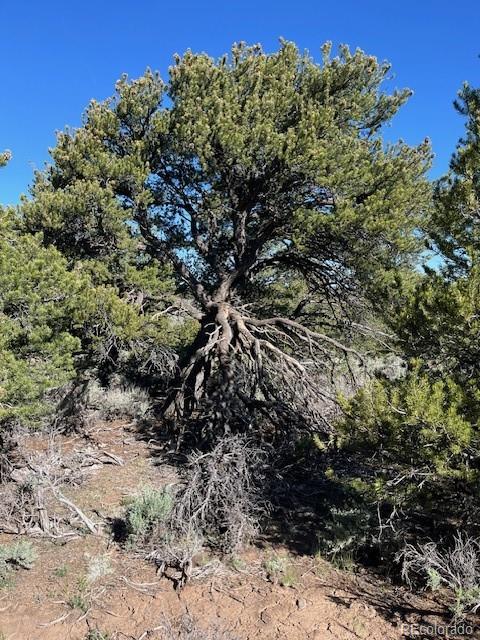 Lot 4 Elk Park Road San Luis, CO 81152 - Photo 24 of 30 a view of a tree with a tree in the background