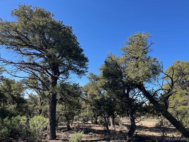 Lot 4 Elk Park Road San Luis, CO 81152 - Photo 28 of 30 a view of a parking lot of trees