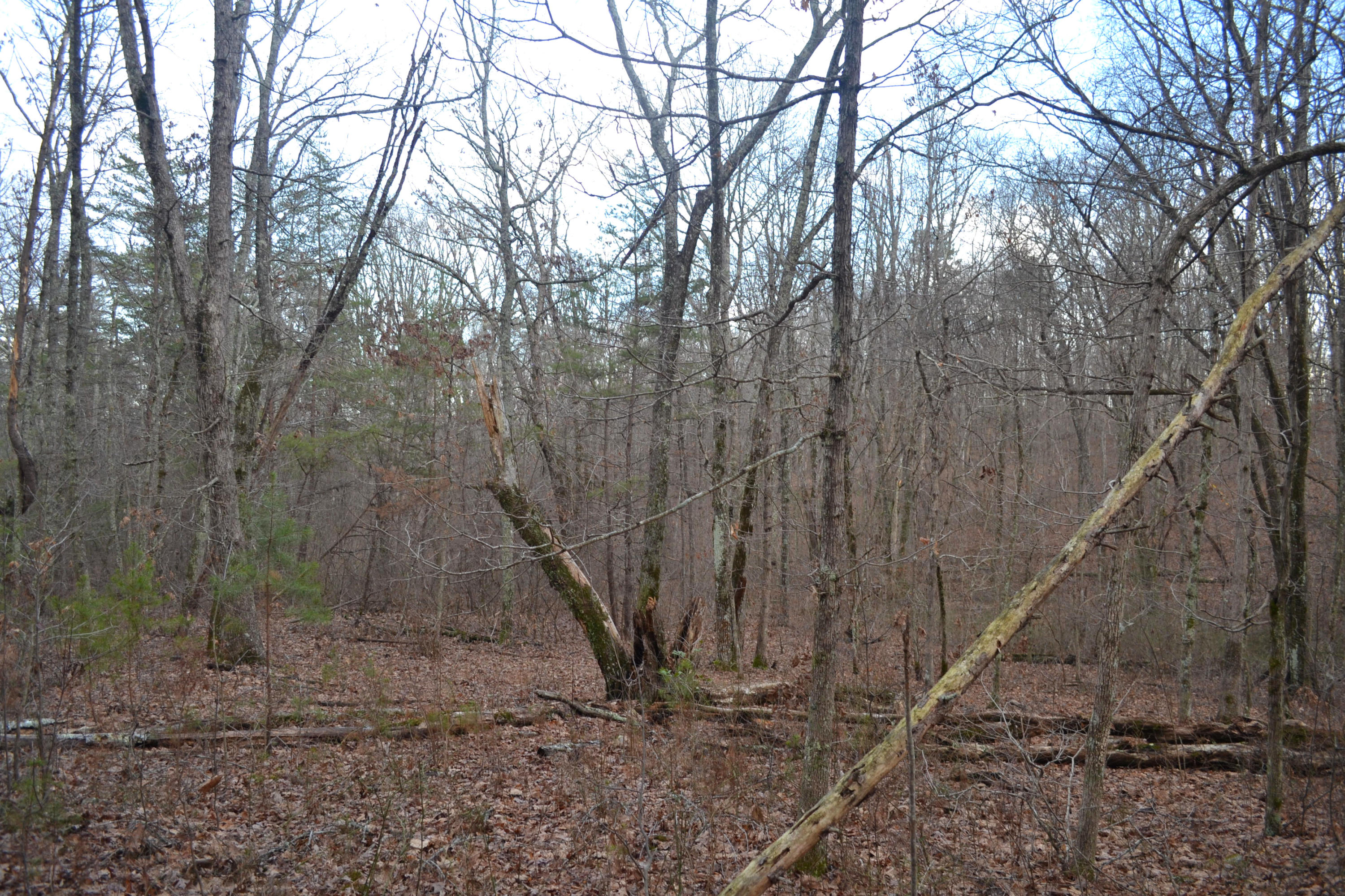 18.56-ac Window Rock Road Dunlap, TN 37327 - Photo 14 of 17 50
