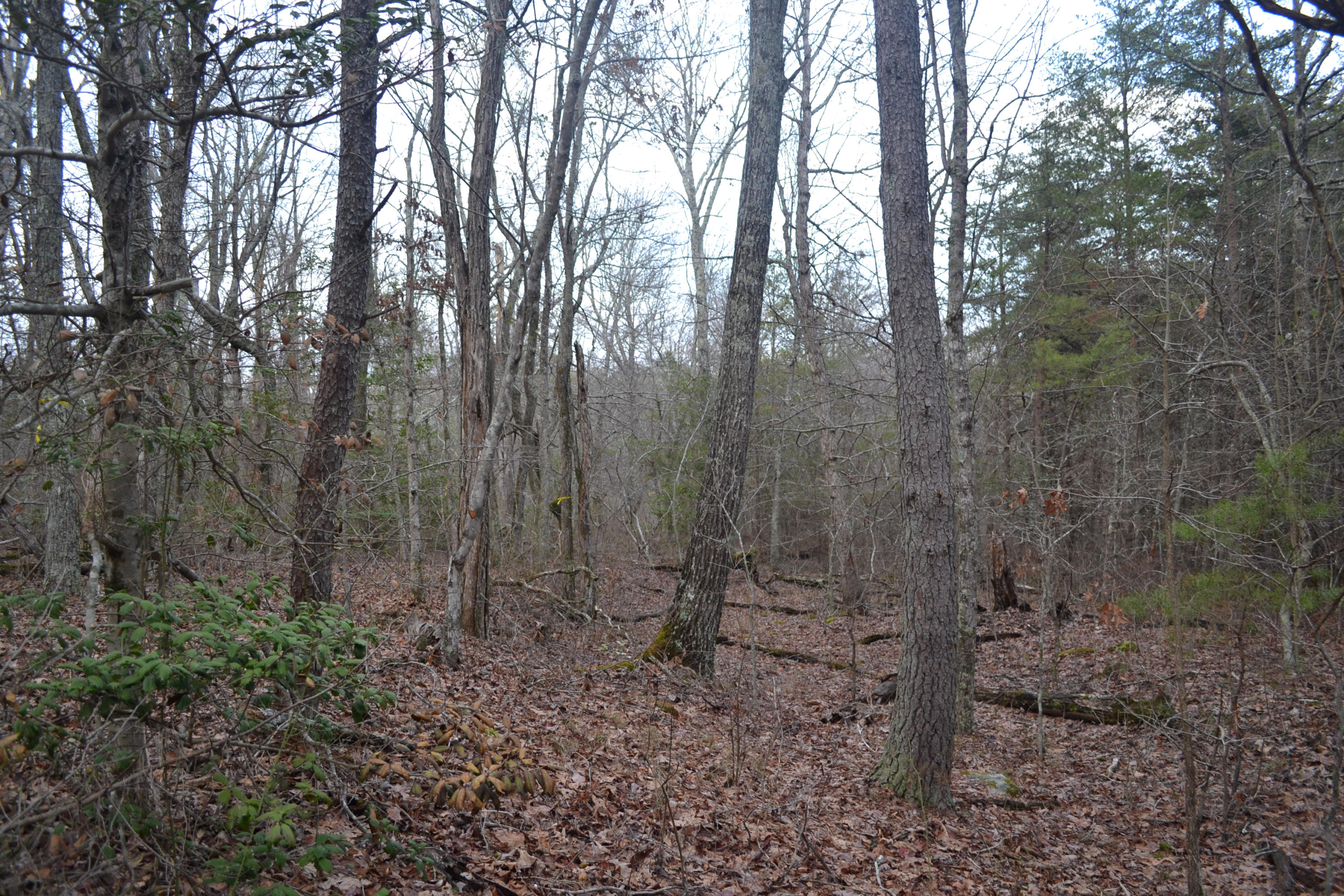 18.56-ac Window Rock Road Dunlap, TN 37327 - Photo 15 of 17 52