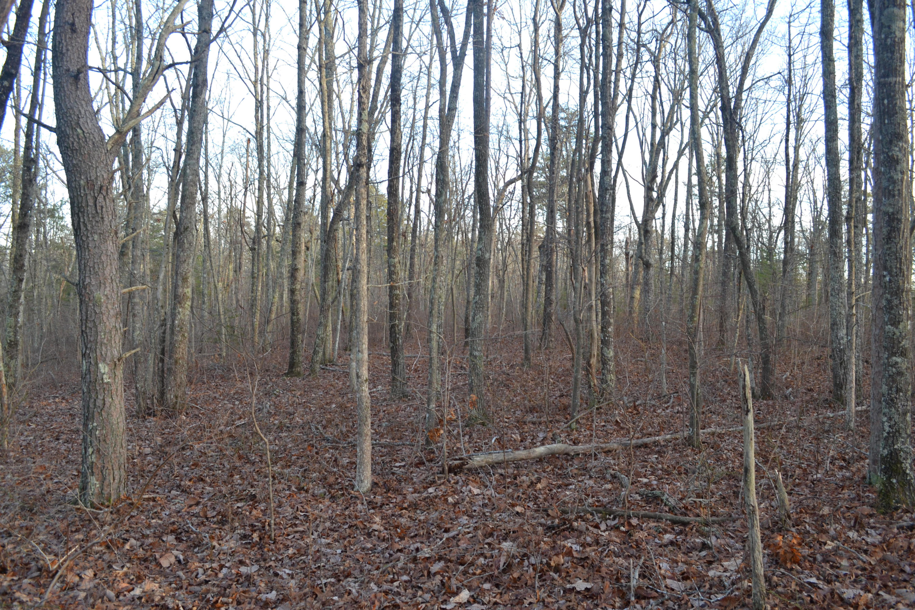 18.56-ac Window Rock Road Dunlap, TN 37327 - Photo 4 of 17 23