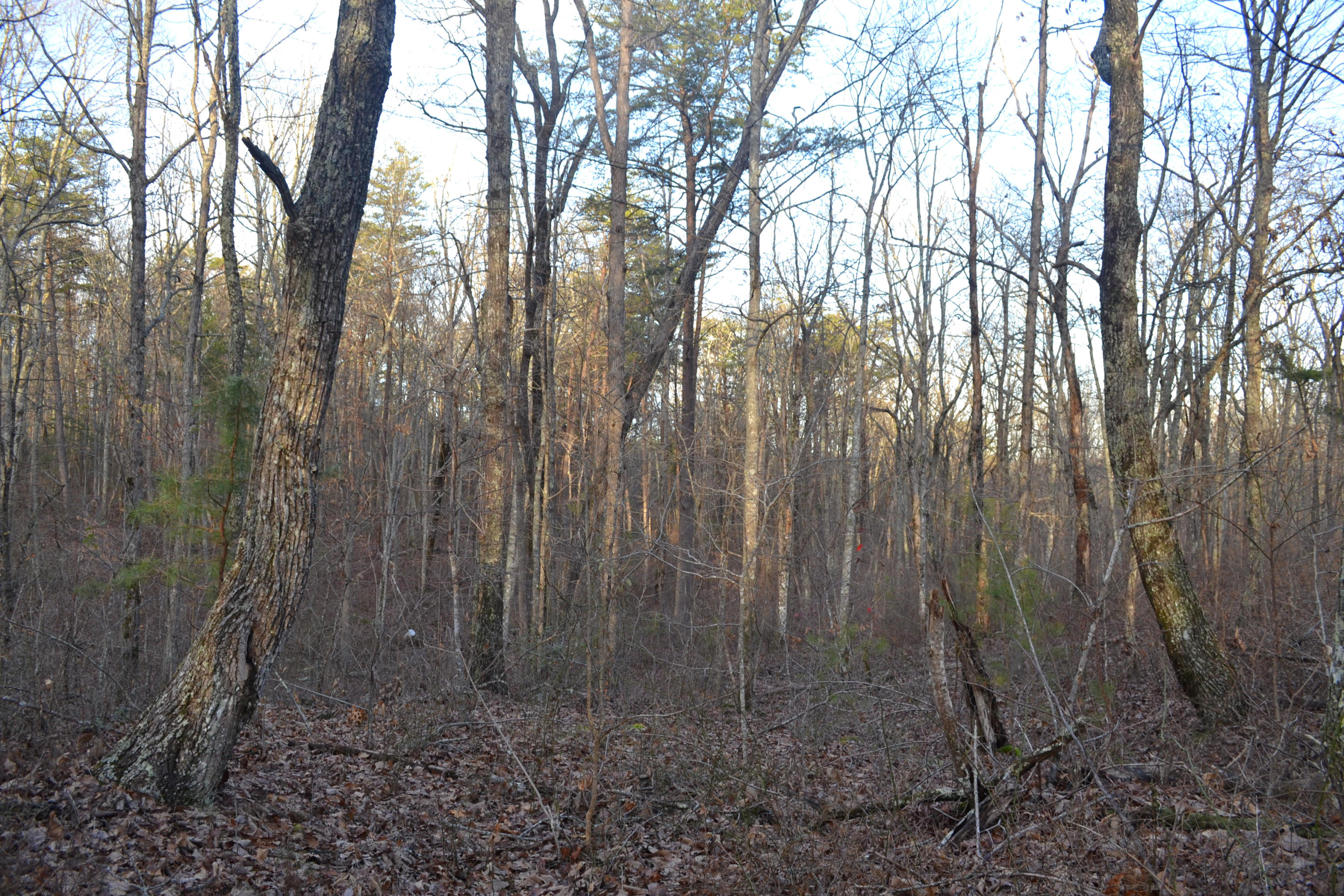 18.56-ac Window Rock Road Dunlap, TN 37327 - Photo 5 of 17 25