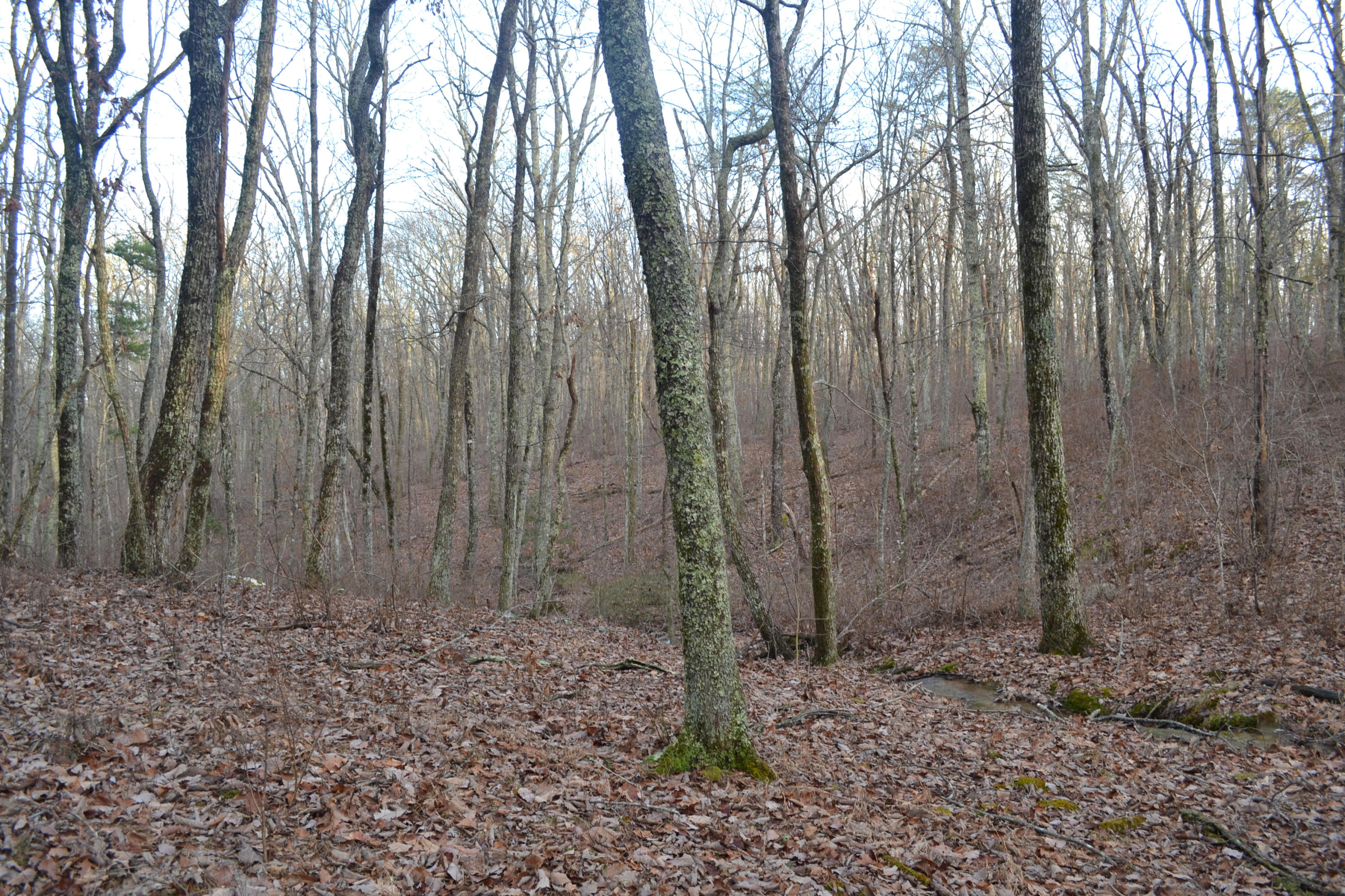 18.56-ac Window Rock Road Dunlap, TN 37327 - Photo 8 of 17 32