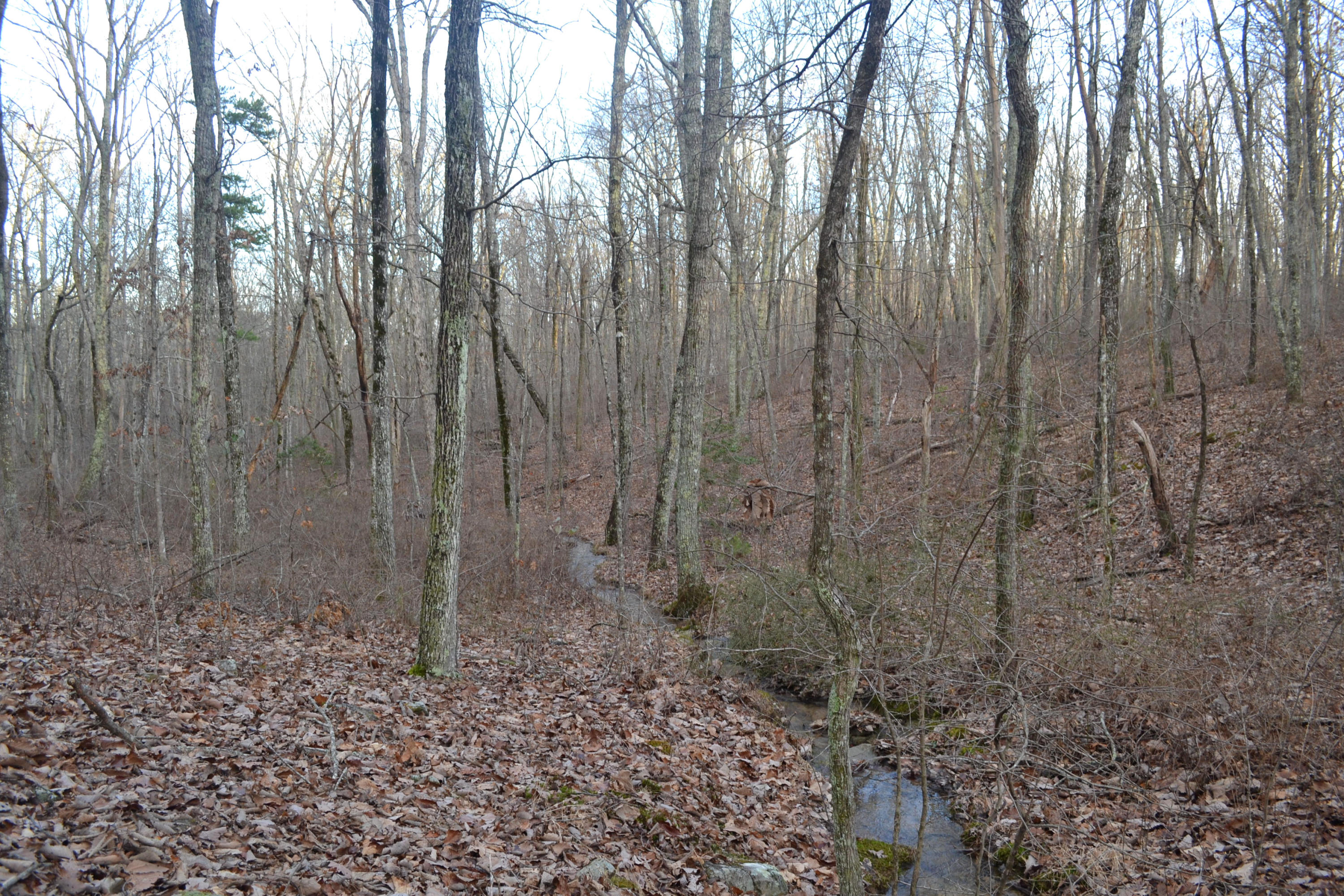 18.56-ac Window Rock Road Dunlap, TN 37327 - Photo 9 of 17 34