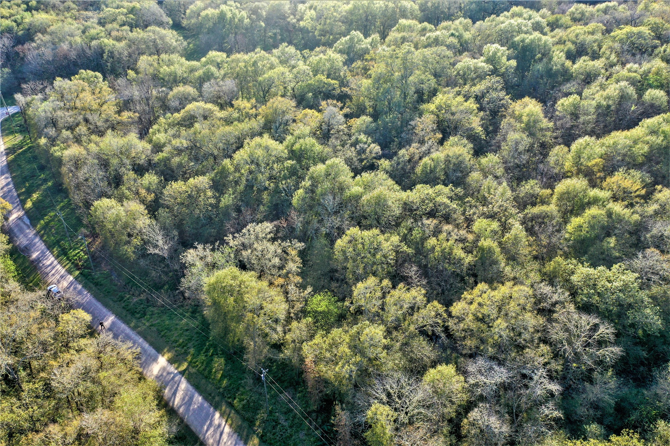 212 Carpenter Drive Cleveland, TX 77327 - Photo 9 of 23 a view of a forest with a tree