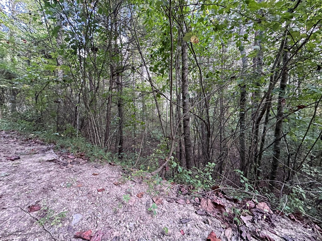 Tbd Ross Ridge Road Murphy, NC 28906 - Photo 12 of 13