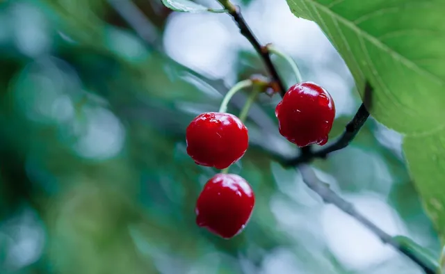 $1,800,000 | 0 Apn 841-38-029, Gilroy, CA 95020