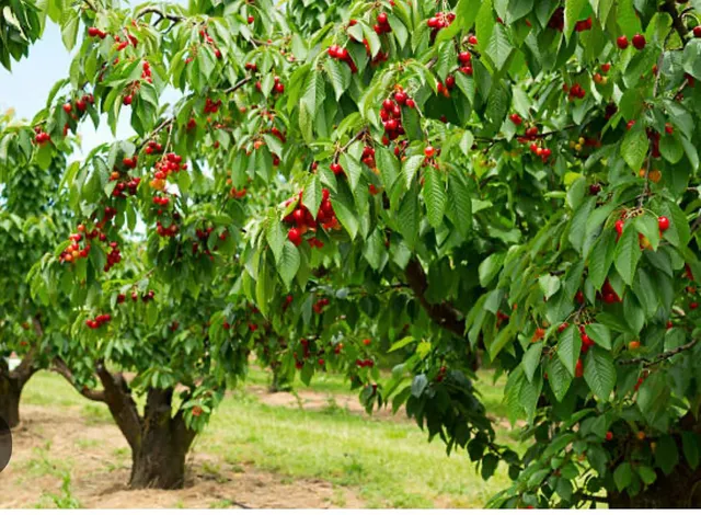 $1,800,000 | 0 Apn 841-38-029, Gilroy, CA 95020