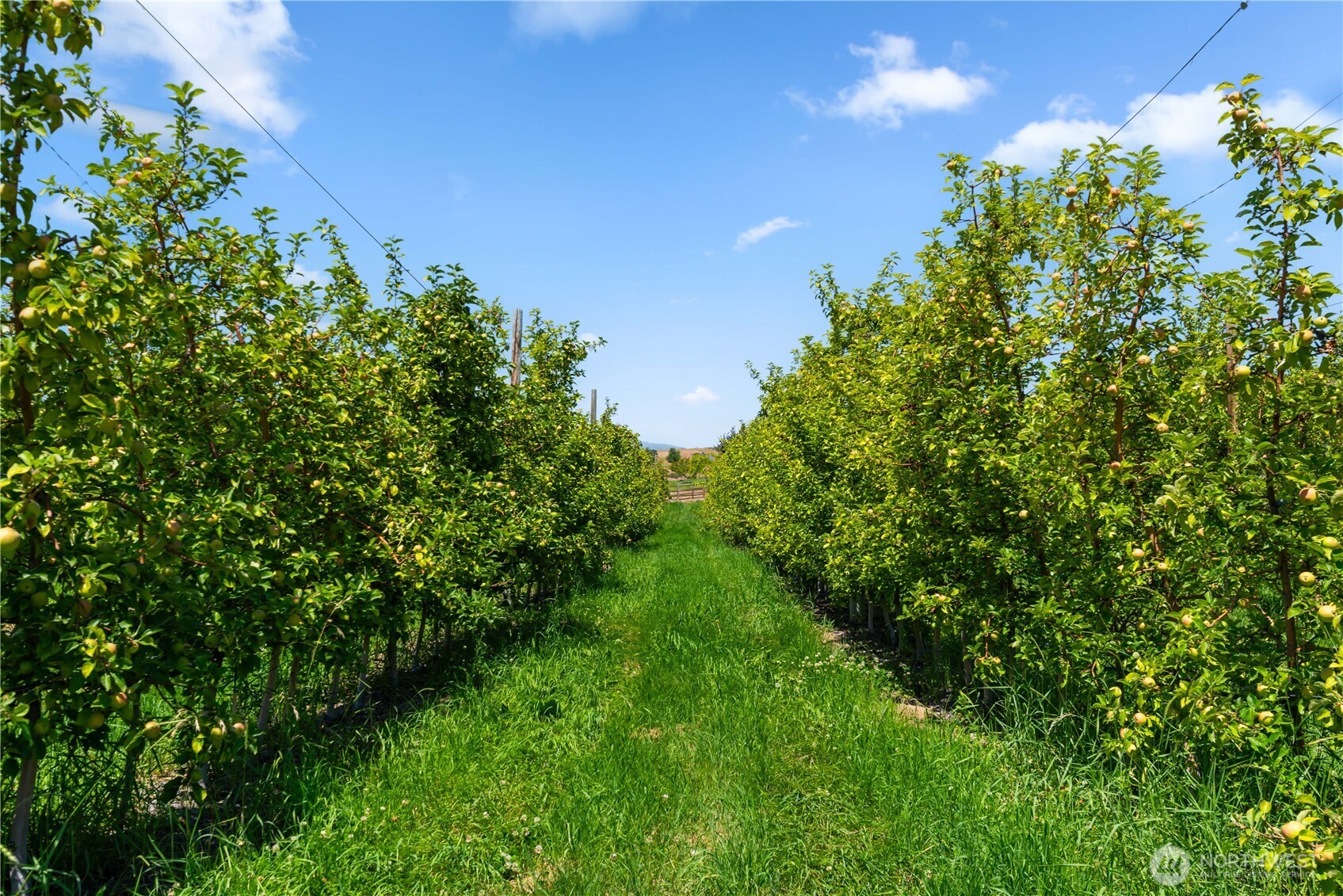 200 Lakayuse Road Manson, WA 98831 - Photo 12 of 21 a view of a tree with a street