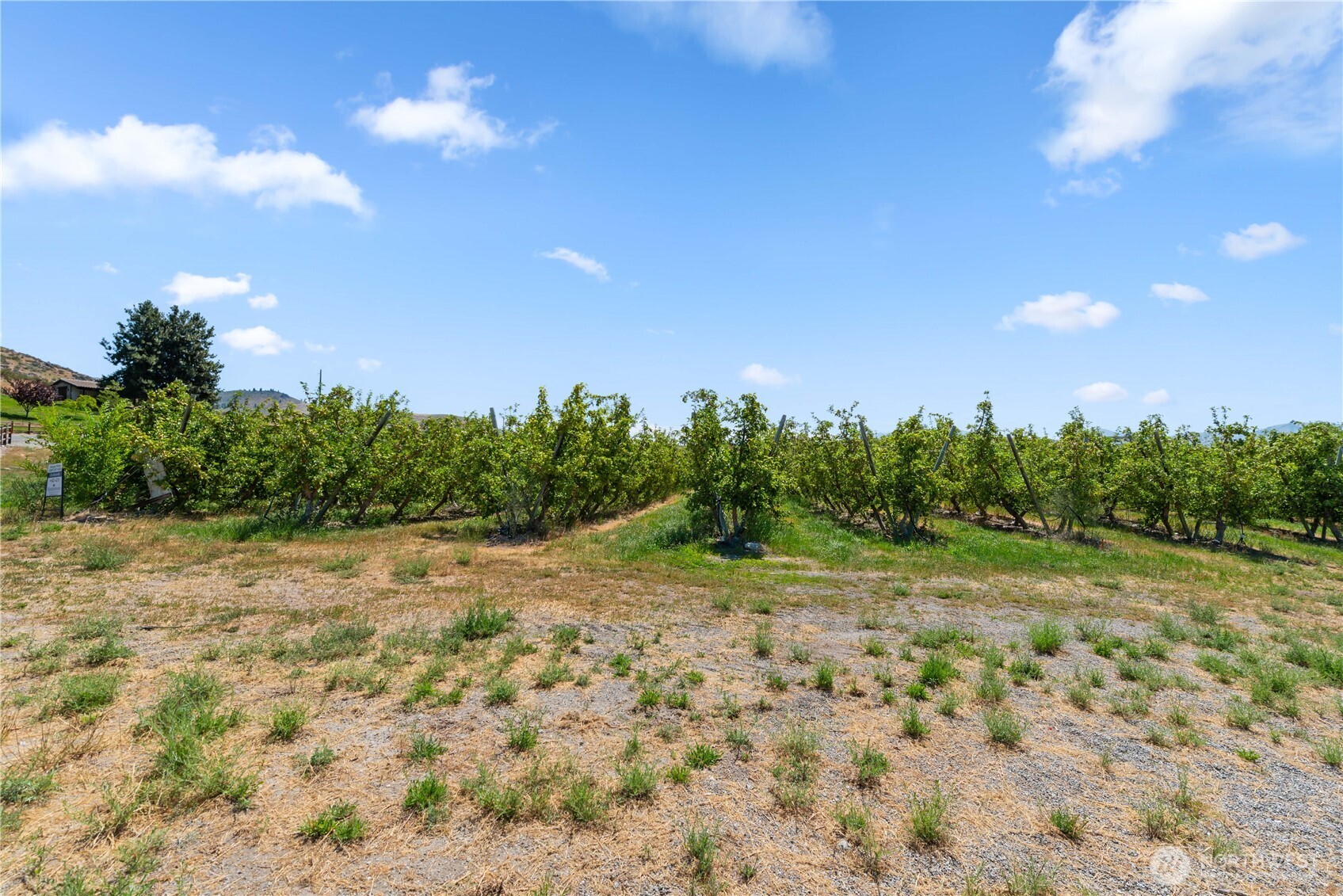 200 Lakayuse Road Manson, WA 98831 - Photo 14 of 21 a view of a yard with a tree