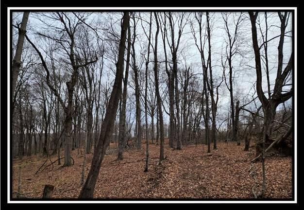 0 Black Run Road, Unit TRACT 8) Chillicothe, OH 45601 - Photo 42 of 47 image044