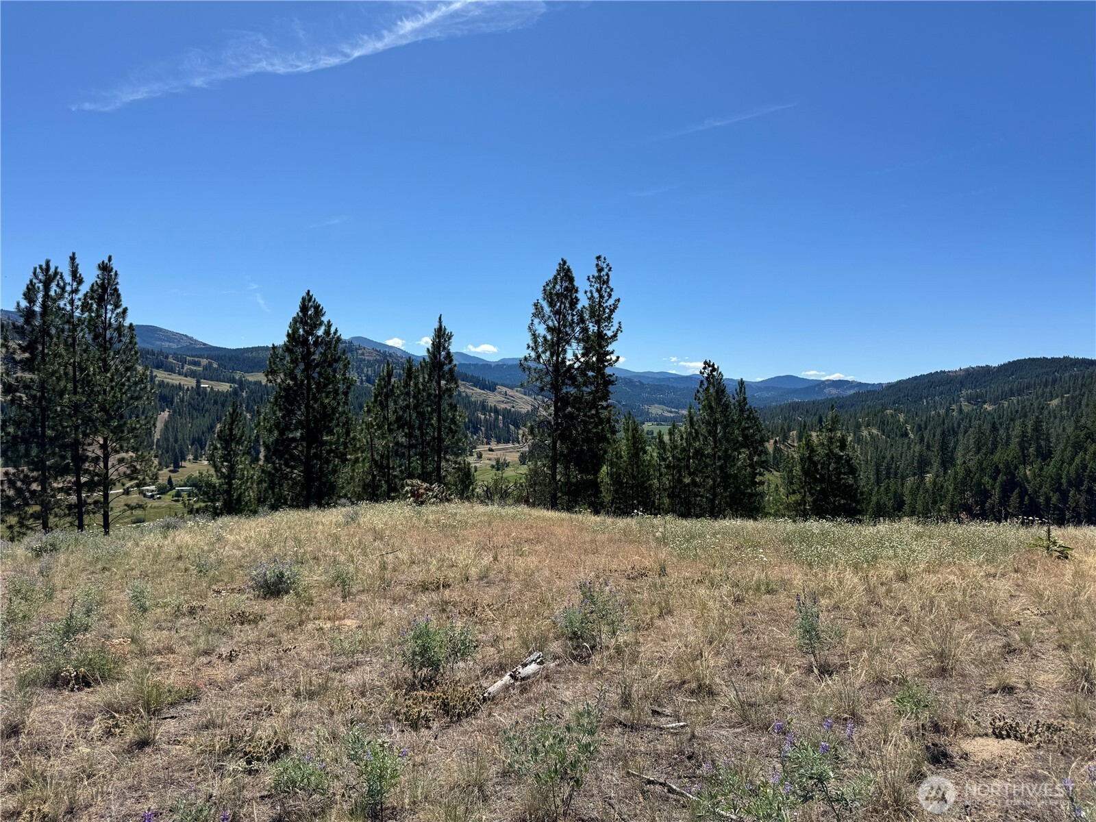 a view of a dry yard with trees in the background