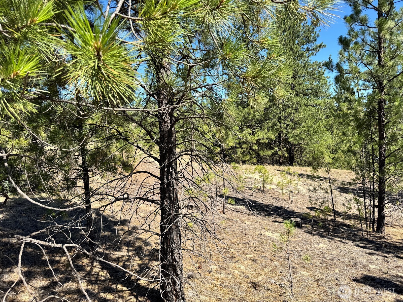 2 B Lundimow Meadows Road Curlew, WA 99118 - Photo 12 of 19 a view of an outdoor space