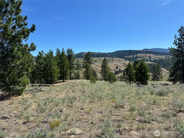 a view of a yard with a tree in the background