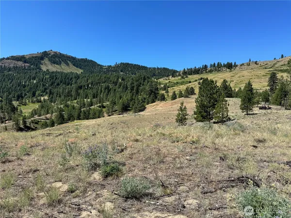 a view of a dry yard