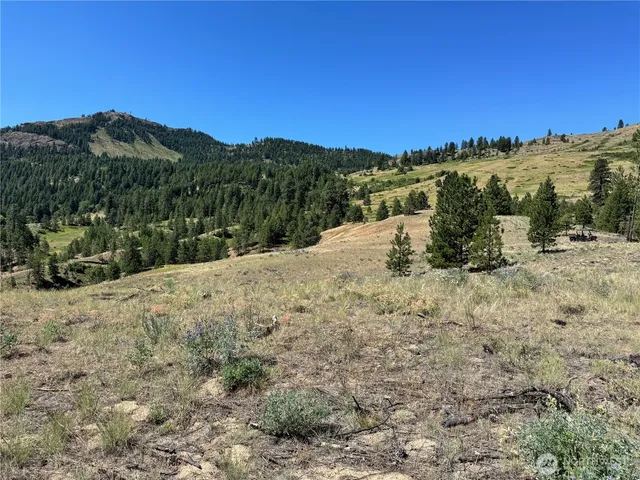 a view of a dry yard