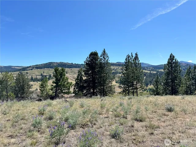 a view of a dry yard with trees