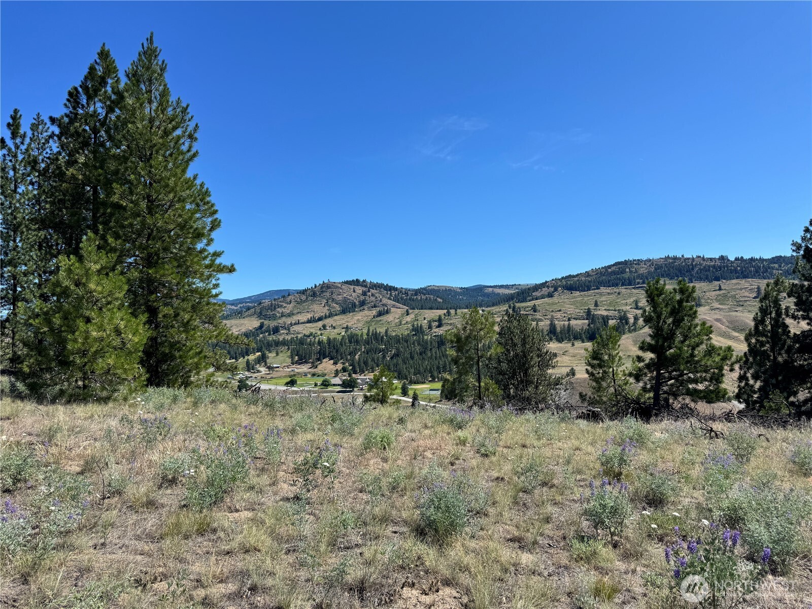 2 B Lundimow Meadows Road Curlew, WA 99118 - Photo 7 of 19 a view of a dry yard with trees in the background