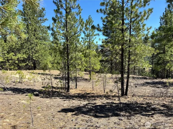 a view of a yard with trees